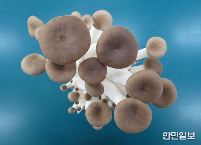 융합버섯 ‘새느’