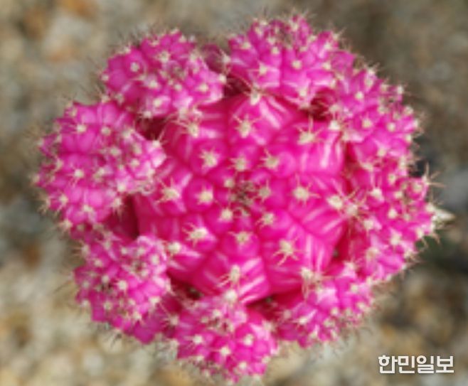 2025년 접목선인장 육성계통 평가회(평가 품종 '연빛')