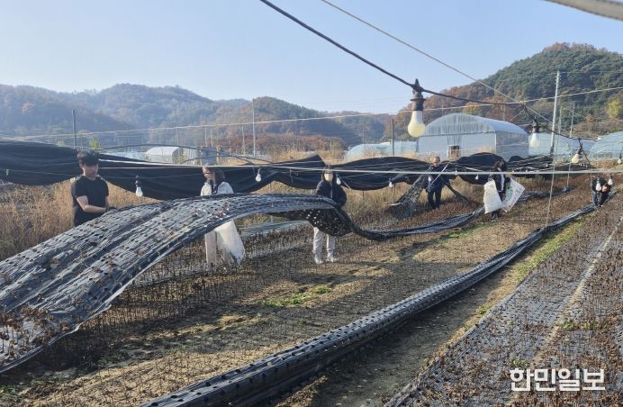 금산군청 재무과 농촌일손돕기 모습