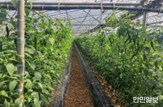 시설고추 재배지