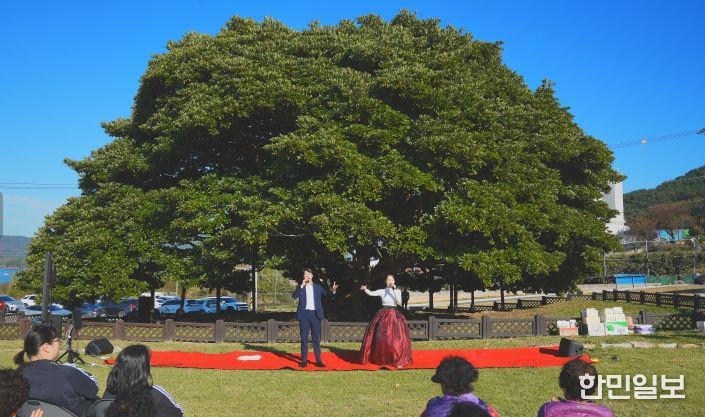 남해군 천연기념물 500년 왕후박나무