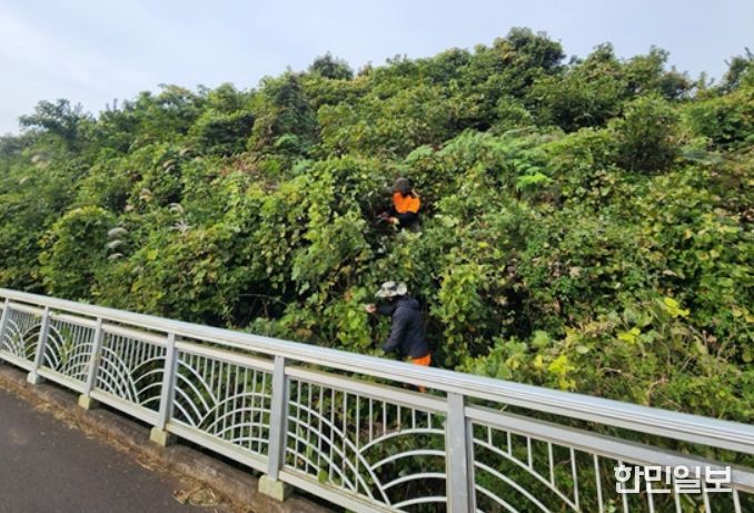 덩굴 제거 사업