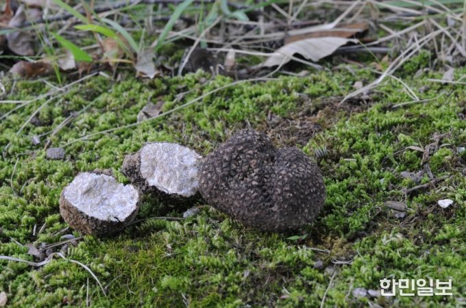 흙갈색덩이버섯(국내에 새롭게 보고된 흙갈색덩이버섯(Tuber himalayense). 중국에서 최초 보고된 종으로 현재 식재료로 활용되고 있음)