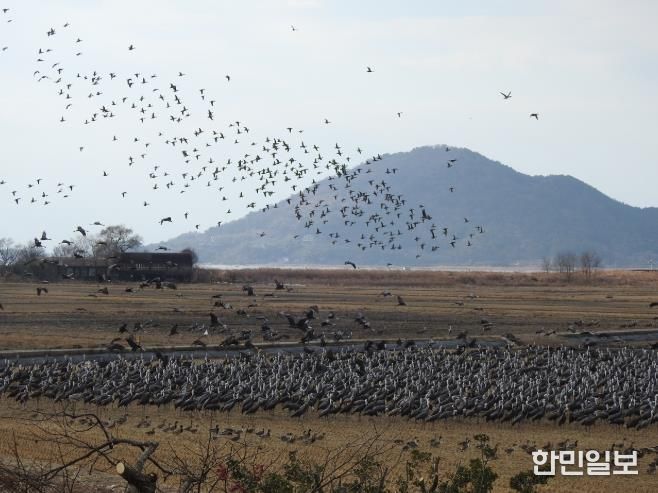 ‘순천만 흑두루미 연구’ 국내 최초 국제 학술지(SCIE) 등재