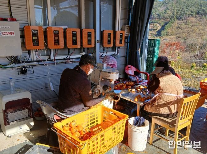 청정 자연이 빚은 순천 꿀 곶감 생산 본격화