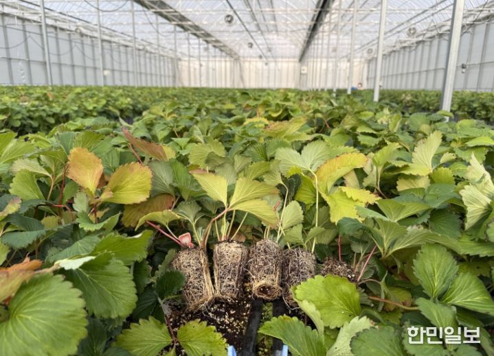 조직배양 딸기 우량묘 공급