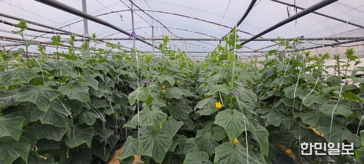 “순천 오이” 본격 출하