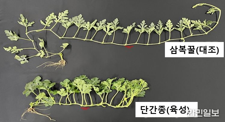 <기존품종과 개발품종의 덩굴길이 비교>