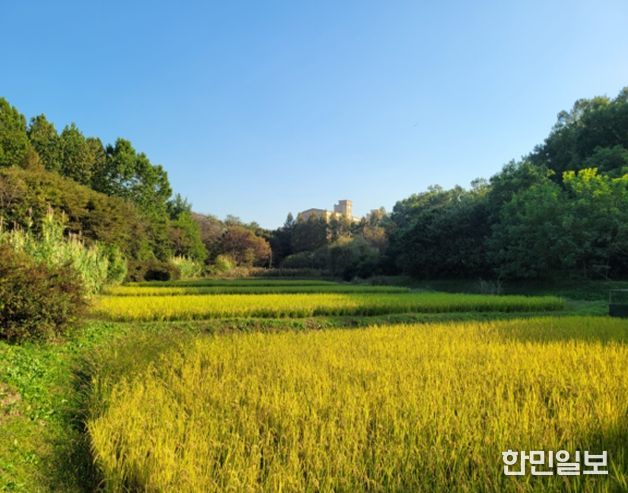 인천대공원 습지가 키운 반디쌀