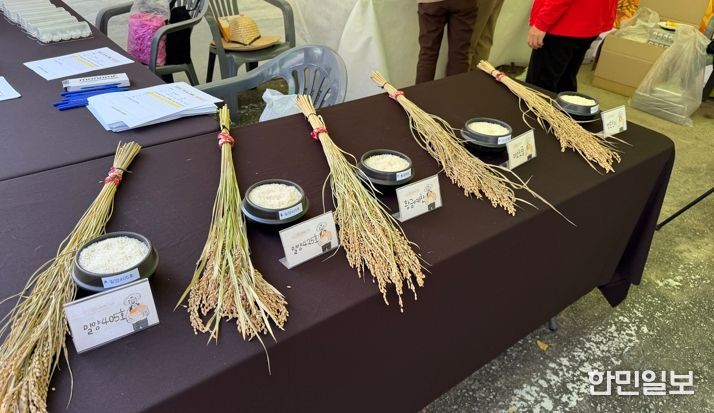 구미 쌀 신품종 평가…‘밀양405호’ 소비자 선호도 1위