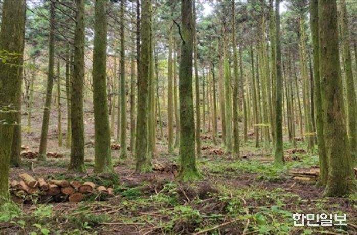 지속가능한 산림 순환 사업