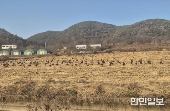 화포천 인근 철새 도래