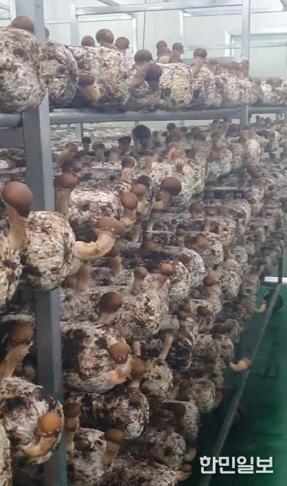 포천시, ‘표고버섯 스마트 재배기술 교육’ 실시