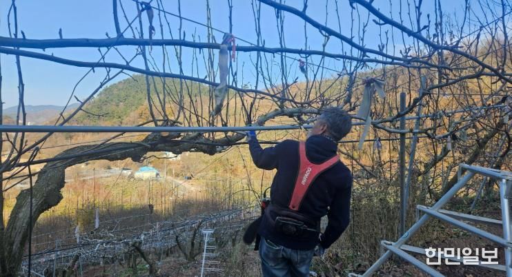 진주시, 겨울철 과원 관리 철저 당부