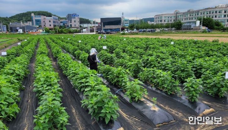 익직불제 대응 소면적 작물 비료사용 기준 설정