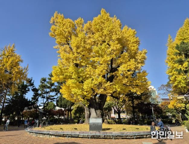 청주 압각수, 천연기념물 지정 예고… 청주서 세번째