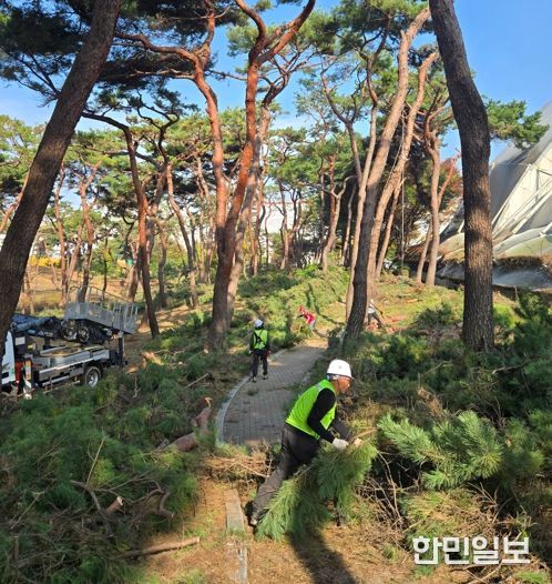 청주시, 솔밭공원 위험목 제거 완료