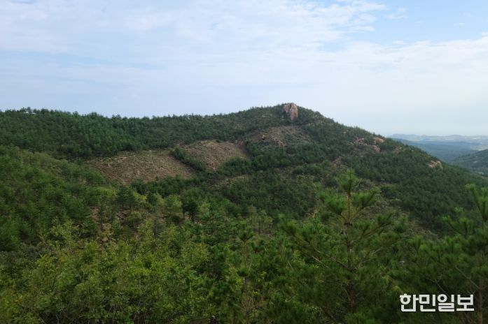 내화수림 조성 후