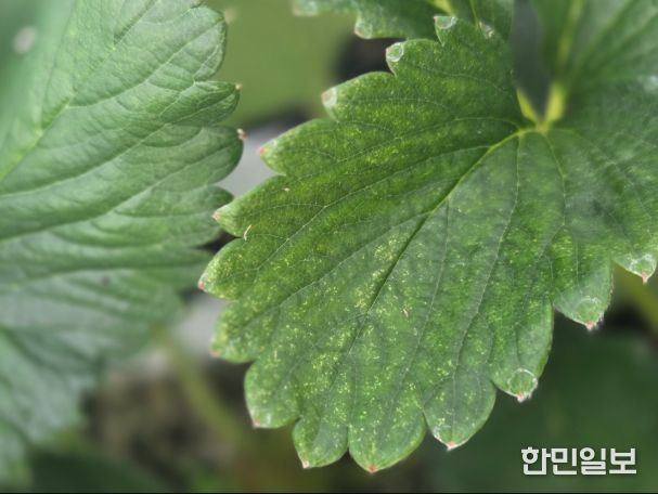 점박이응애 피해를 본 딸기잎(노란 반점)