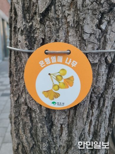 은행나무 관리를 위한 ‘열매 표찰’ 설치 모습