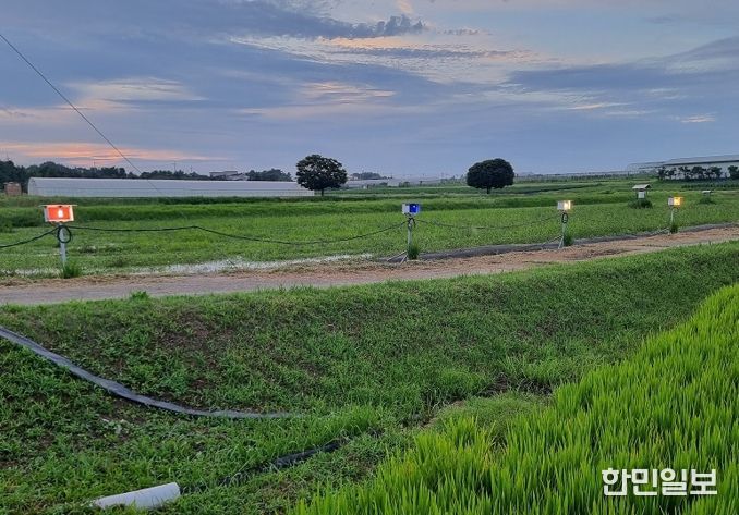 먹노린재 최적 방제 전략 찾았다