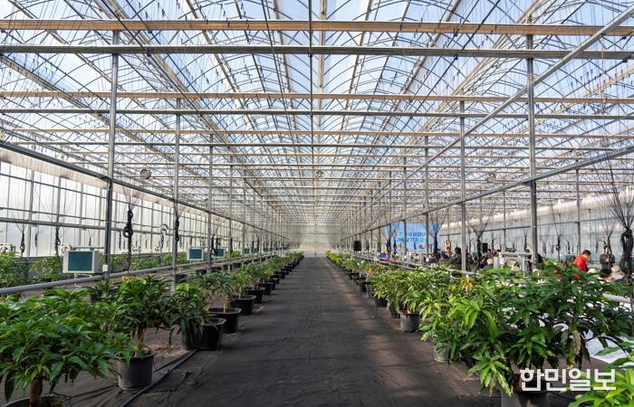 영천 아열대 스마트팜단지, 미래농업 거점으로 본격 가동