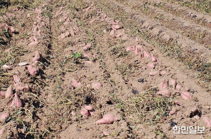 가공용 고구마 '다원미'