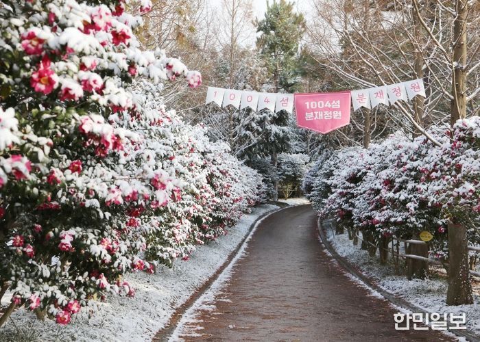 1004섬 분재정원 애기동백꽃