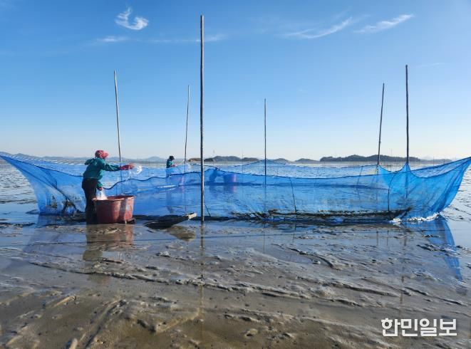 가리맛조개 종자, 살포 사진