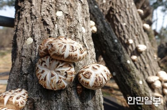 전라남도 장흥군에서 재배하는 표고버섯 생산현장