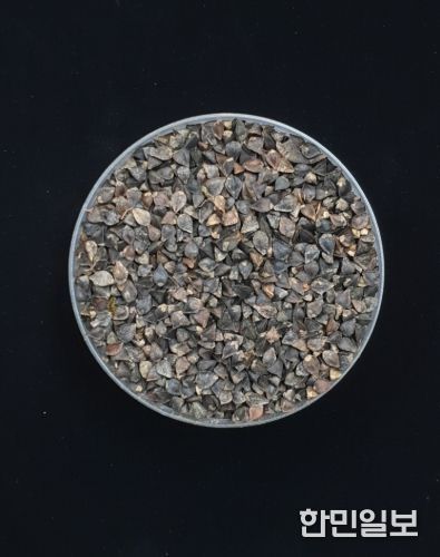 메밀(양절, 종자)