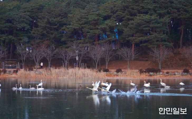 고니, 대한민국의 숨 울진에서 힘찬 날개짓