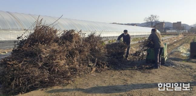 영농부산물 처리 현장 사진