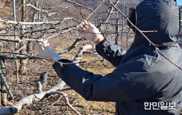 겨울철 과수 화상병 궤양 집중 예찰
