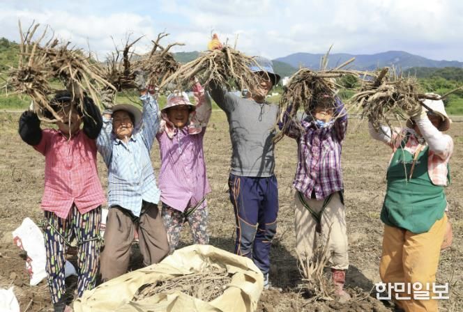 산청군, 약초생산기반조성사업 추진