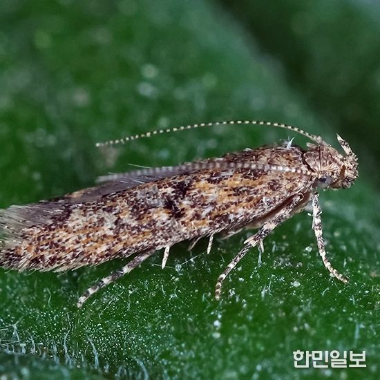 정읍시, 토마토뿔나방 방제 약제 지원.