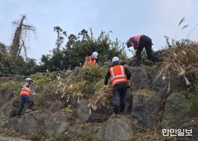 2026년 칡덩굴제거 사업