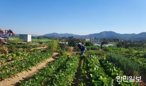 군위군, 텃밭에서 배우는 농업… 주말농장·주말농부학교 함께 연다.