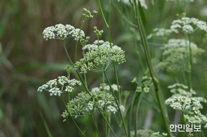 멸종위기 야생생물 II급 서울개발나물(꽃)