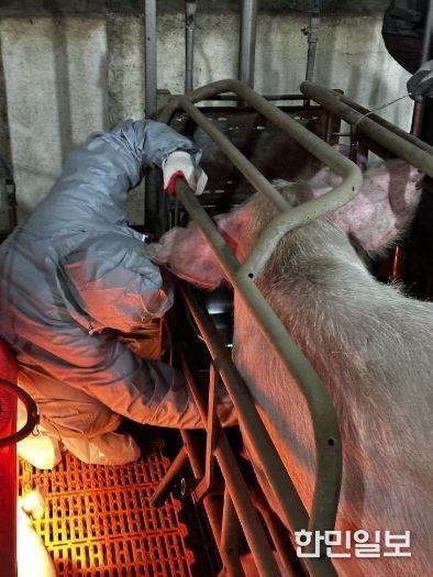 임실군, 아프리카 돼지열병(ASF) 역학 관련 농장 집중 관리