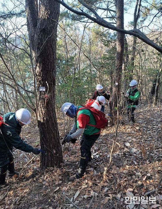 소나무재선충병 예방나무주사 작업