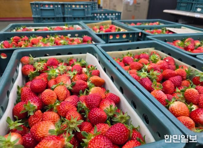 남원 설향딸기 올해 홍콩으로 첫 수출 !
