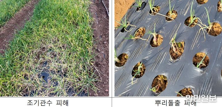 충남도 겨울철 쪽파 생육재생기 관리법