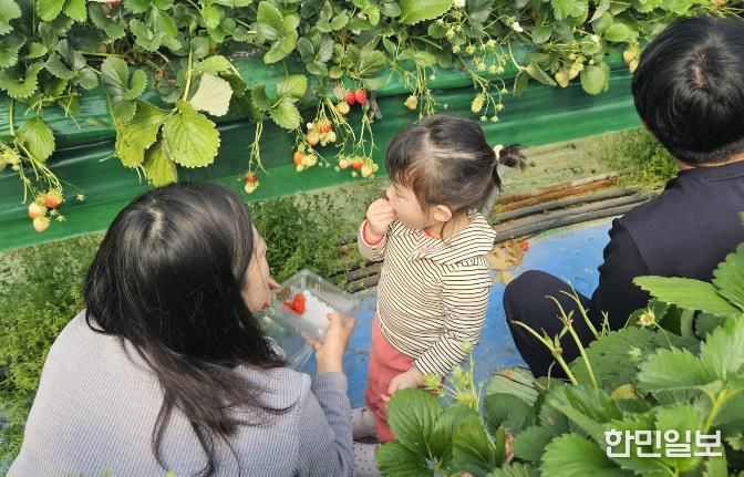 딸기수확체험