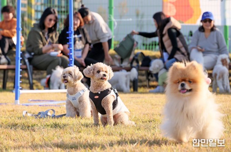 오수의견 국민여가 캠핑장, 반려문화와 지역관광 잇는 플랫폼으로 성장_v25(반려동물 동반여행 펫투어)