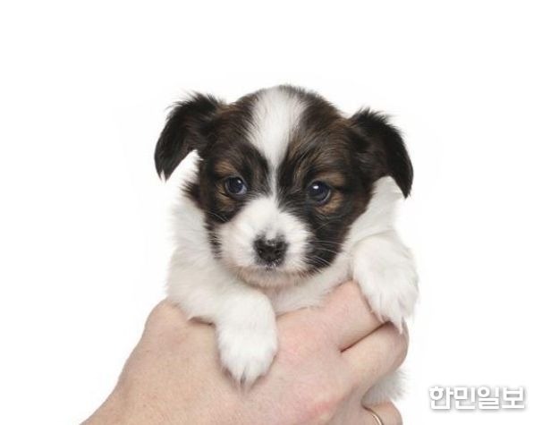 반려동물, 사지 말고 입양하세요!