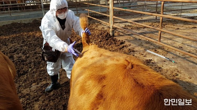 구제역 백신접종 긴급시행(동물정책과)