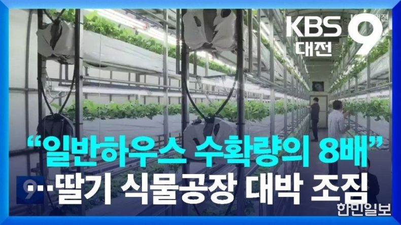 딸기 식물공장 프로젝트 본격 추진