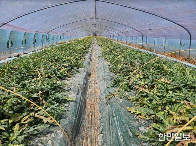 수박CCYV피해사진