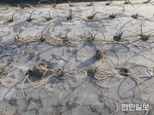 건조한기상으로인해잎이많이마른양파